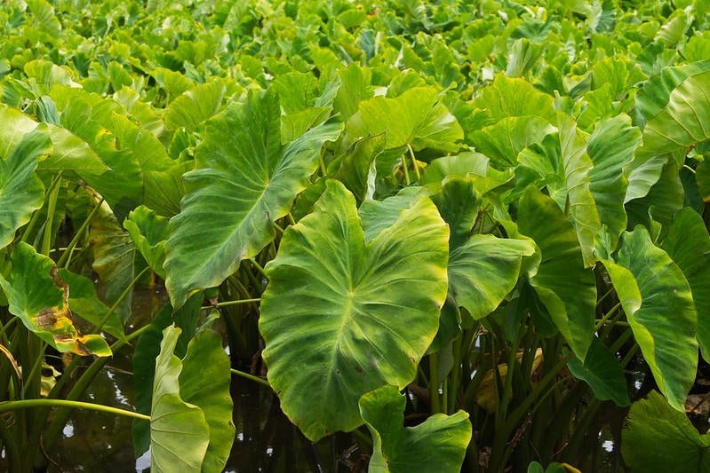 Laulau wrapped in ti leaves at a Kauai taro farm